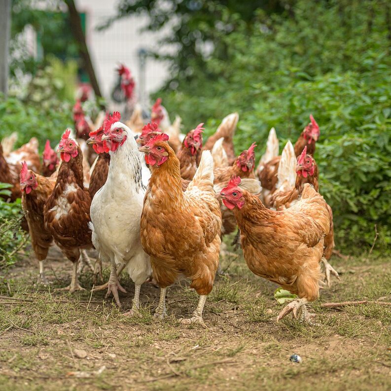hocl bird flu