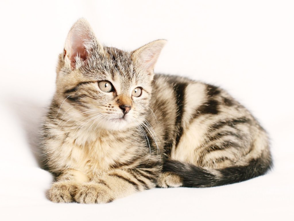 Hypochlorous acid safe for cats and dogs?