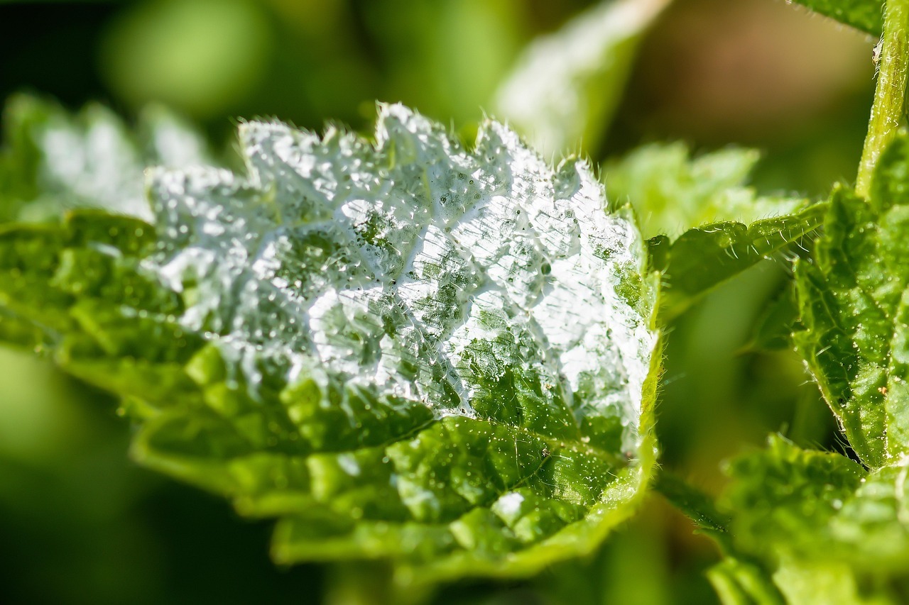 white powdery mildew us HOCl. Photo credit Fotoblend