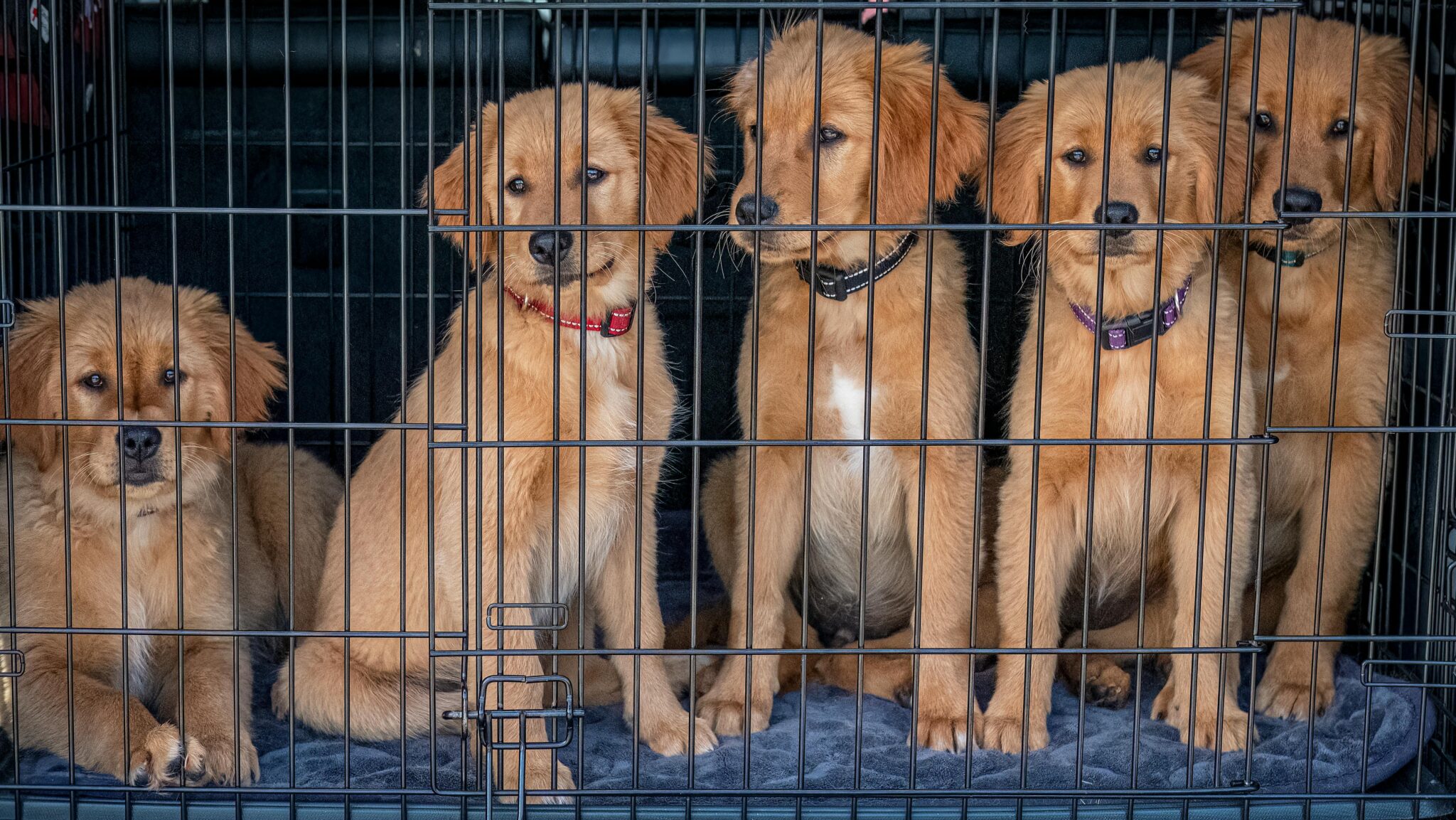HOCl kennels