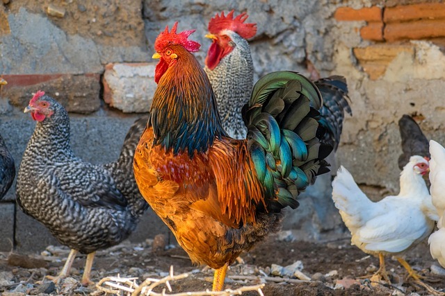 bird flu disinfection
