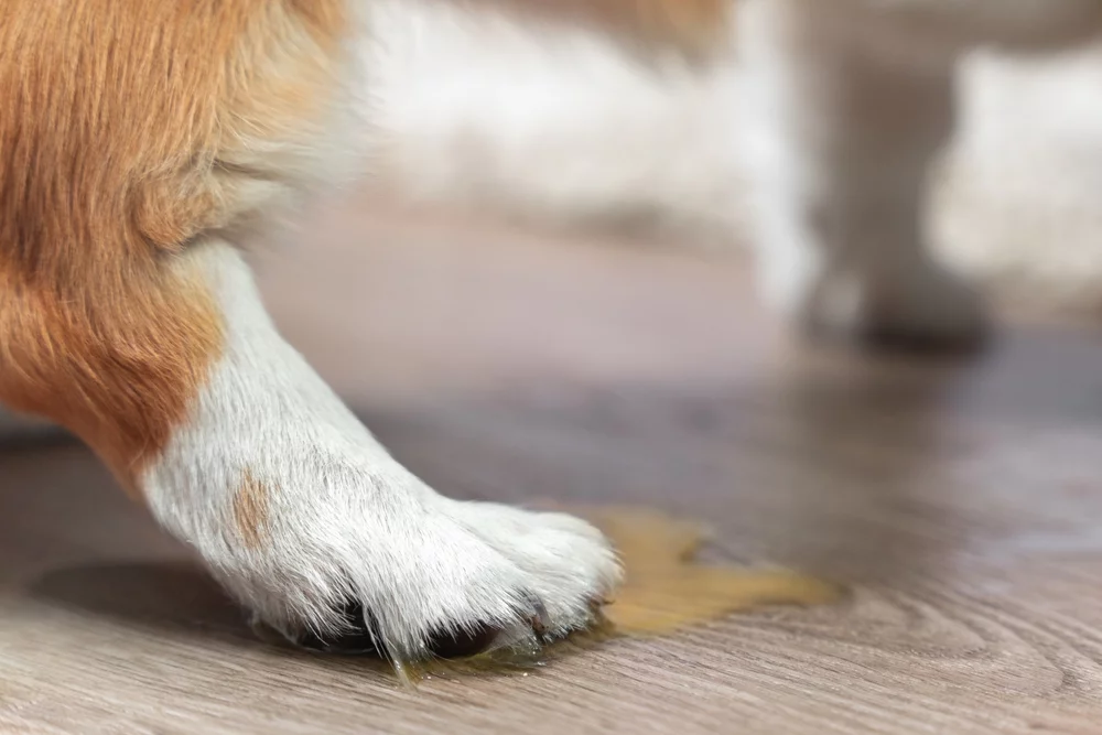 A dog’s paw on top of a puddle of urine