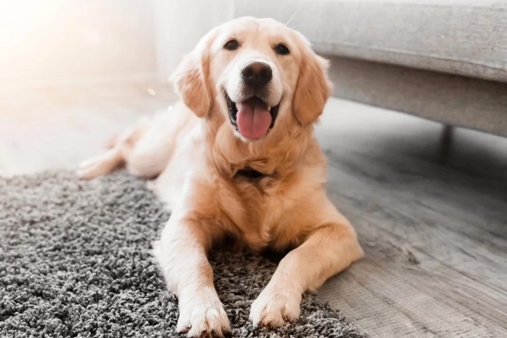 Large dog lying on rug on floor near couch in living room at home.
